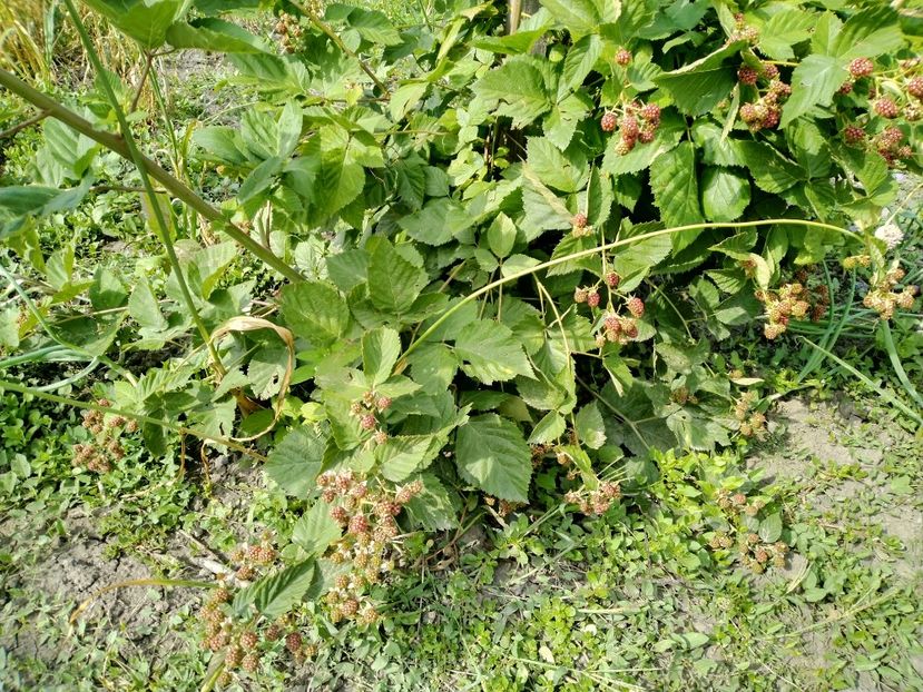 Anul 2 - Mur Chester