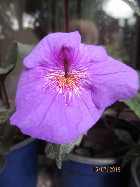 RF's Patricia Paiola Scalco - ACHIMENES 2020 - VANZARI HIBRIZI