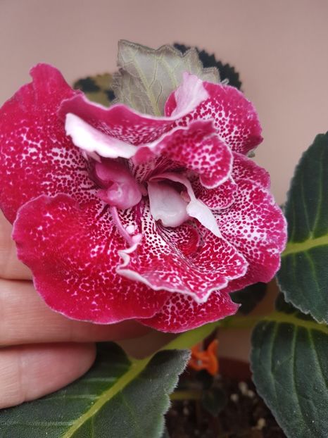 17-2 - Gloxinia 2019