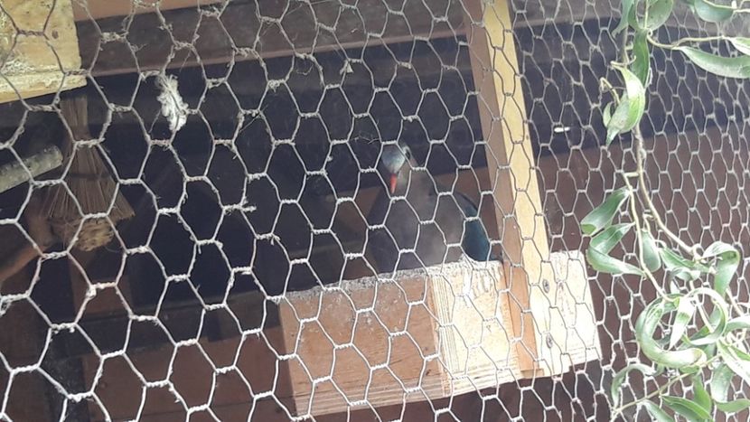 olx_image_2019-07-09_09-49-13 - DE VANZARE TOATE PASARILE