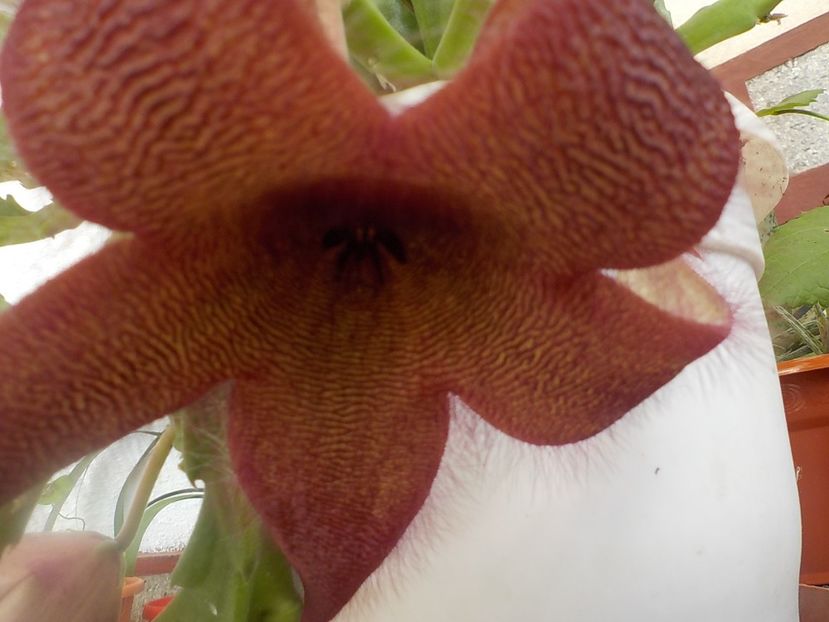  - Genul Stapeliade