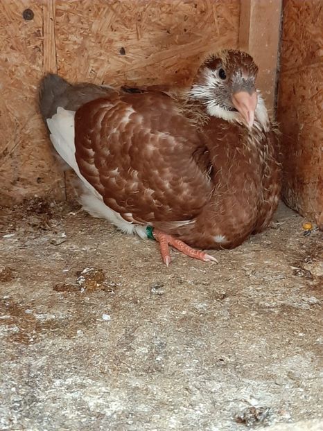 AGh - Tineret AGH 2019