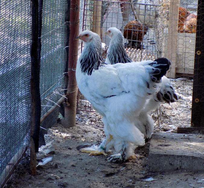  - VIITOR SPERANTE PTR 2020