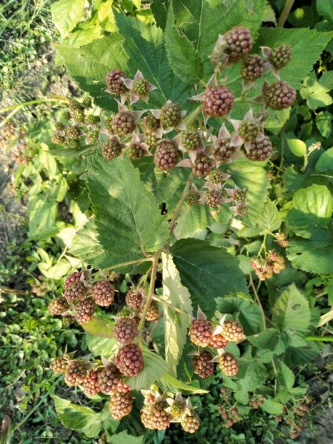 Anul 2 - Mur Chester