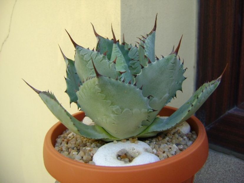 Agave guadalajarana - Agave si Yucca 2019