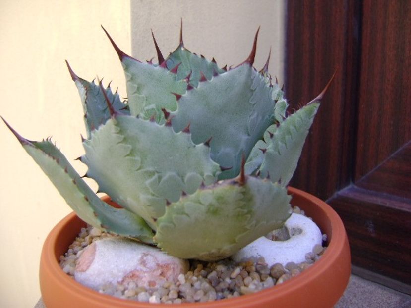 Agave guadalajarana - Agave si Yucca 2019