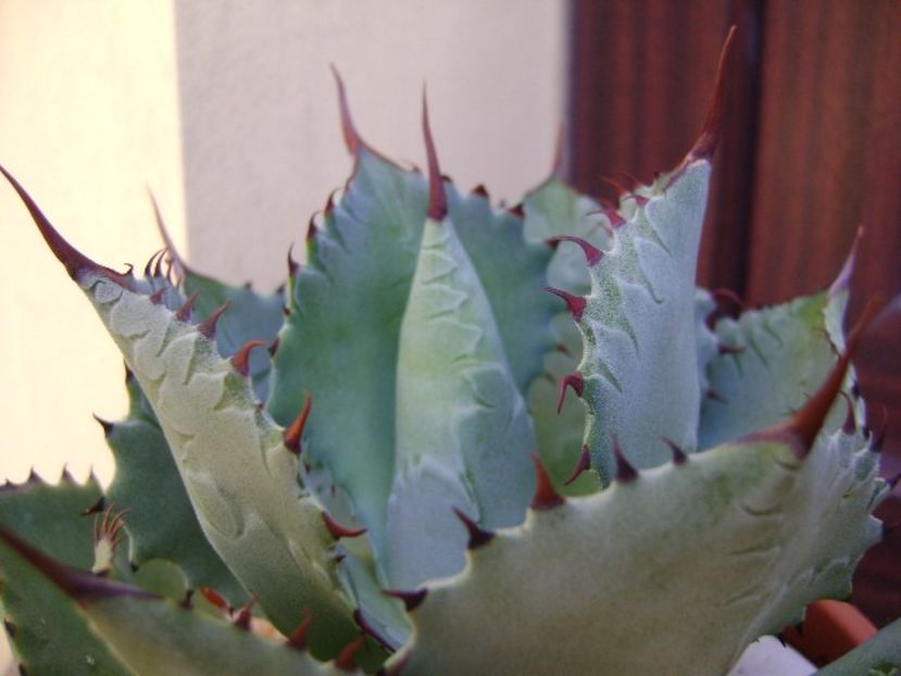 Agave guadalajarana - Agave si Yucca 2019