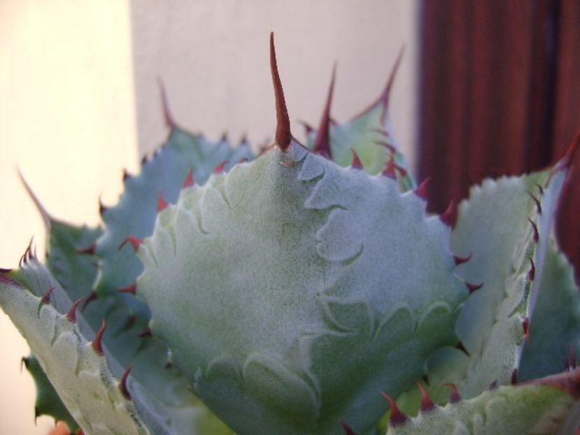 Agave guadalajarana - Agave si Yucca 2019