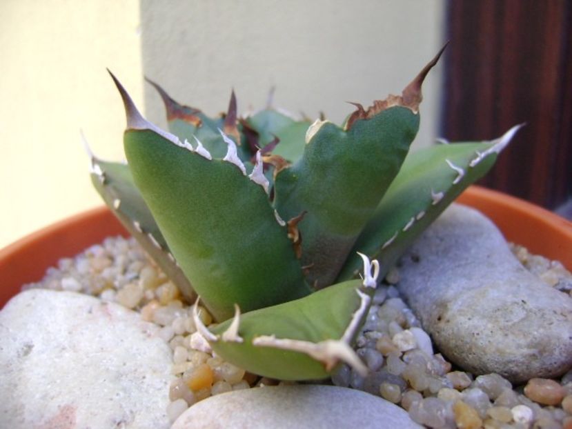 Agave titanota - Agave si Yucca 2019