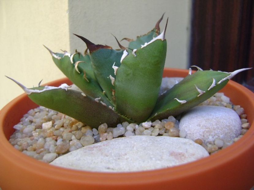 Agave titanota - Agave si Yucca 2019