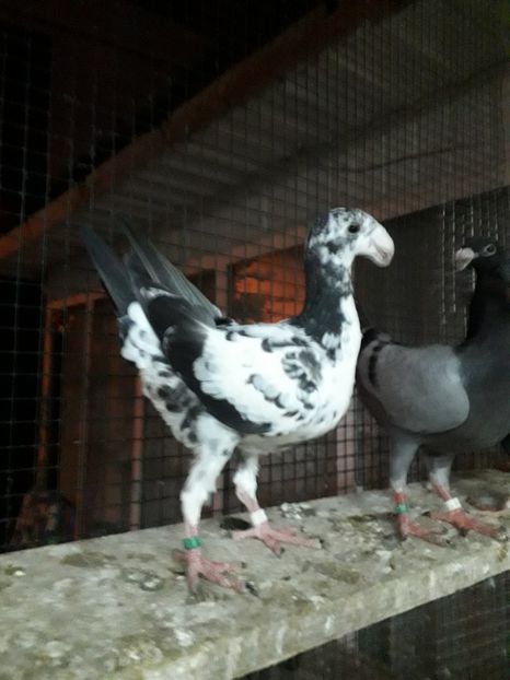  - Pui voiajori germani 2019