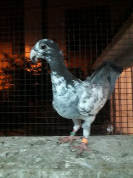  - Pui voiajori germani 2019