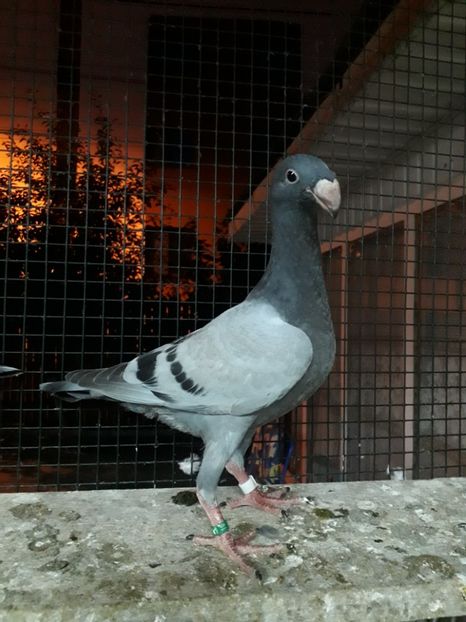  - Pui voiajori germani 2019