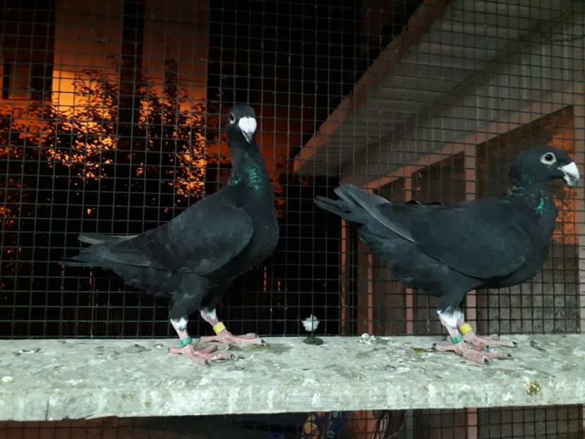  - Pui voiajori germani 2019