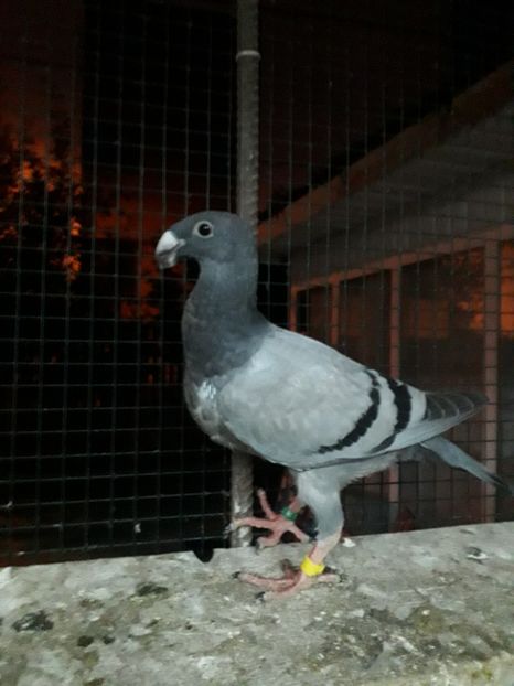  - Pui voiajori germani 2019