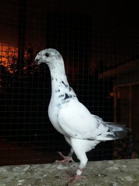  - Pui voiajori germani 2019