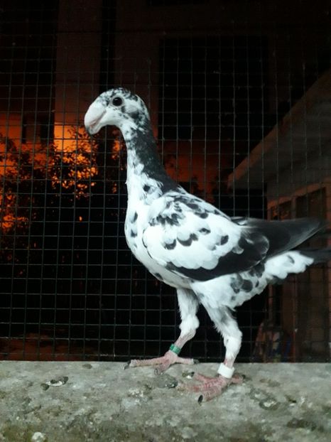  - Pui voiajori germani 2019