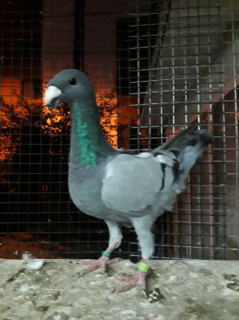  - Pui voiajori germani 2019