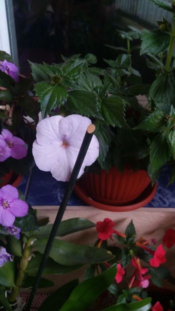  - 0 - Achimenesi si alte flori la MAMA