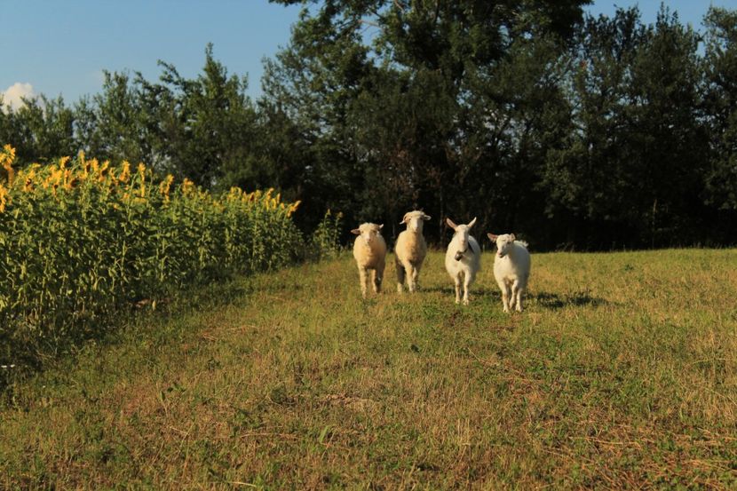 Tineret 2019 - Oi țurcane