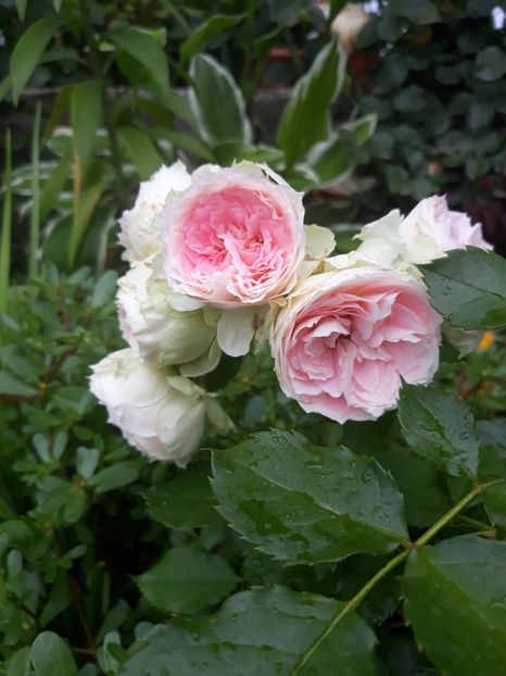 Pashmina - Trandafiri 2019