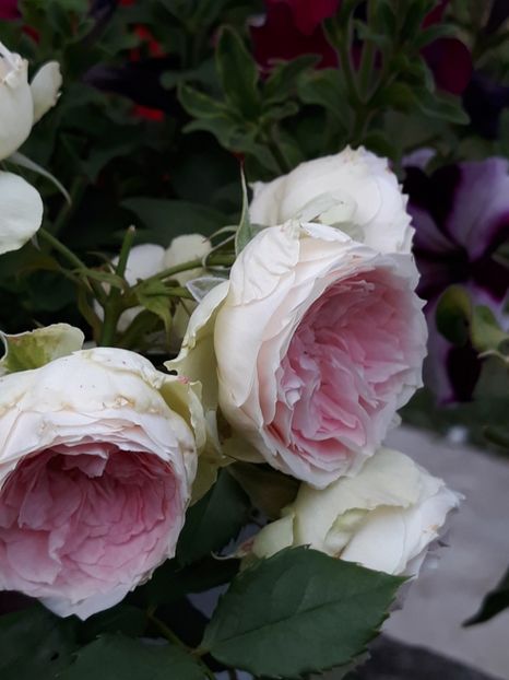  - Trandafiri 2019