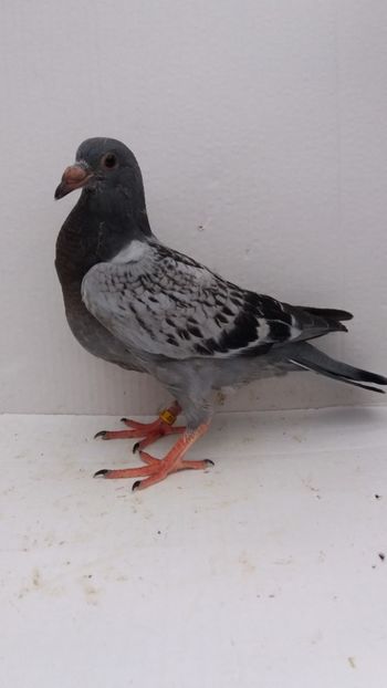 vandut - De vanzare voiajori pui 2019