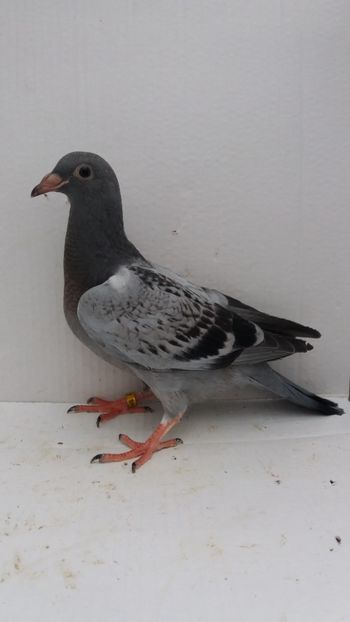 vandut - De vanzare voiajori pui 2019