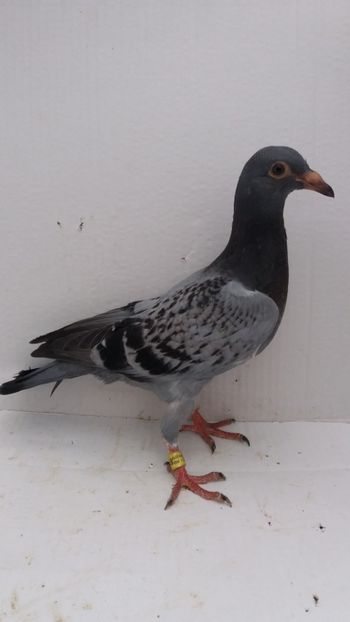 vandut - De vanzare voiajori pui 2019