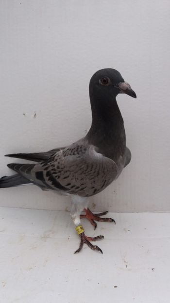 vandut - De vanzare voiajori pui 2019