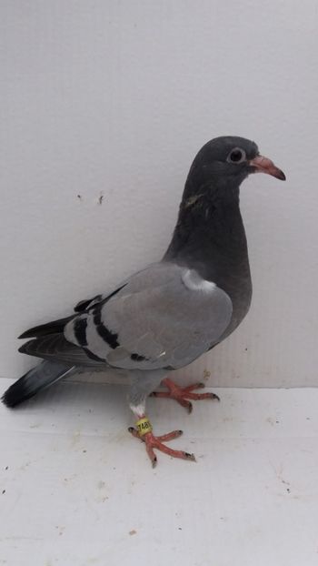 vandut - De vanzare voiajori pui 2019