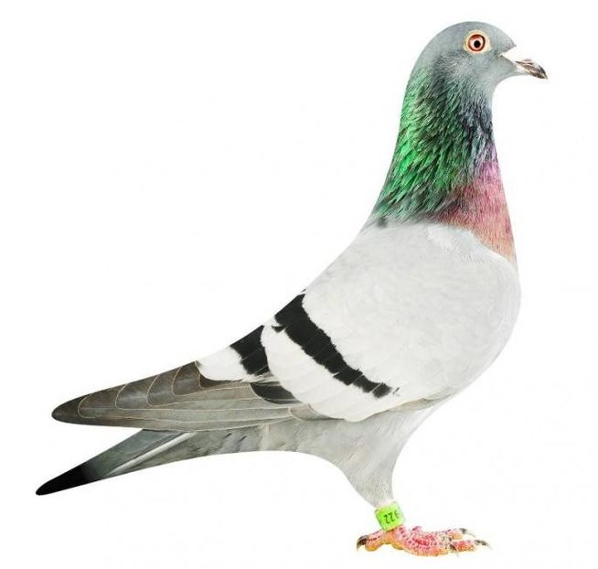 BE18-2043922_pigeonx - PORUMBEI CE II AM IN AMERICA