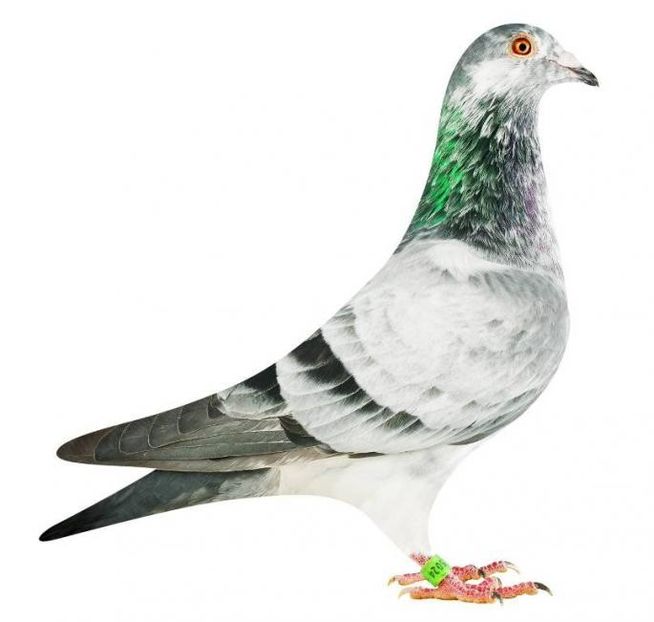 BE18-2045024_pigeonx - PORUMBEI CE II AM IN AMERICA