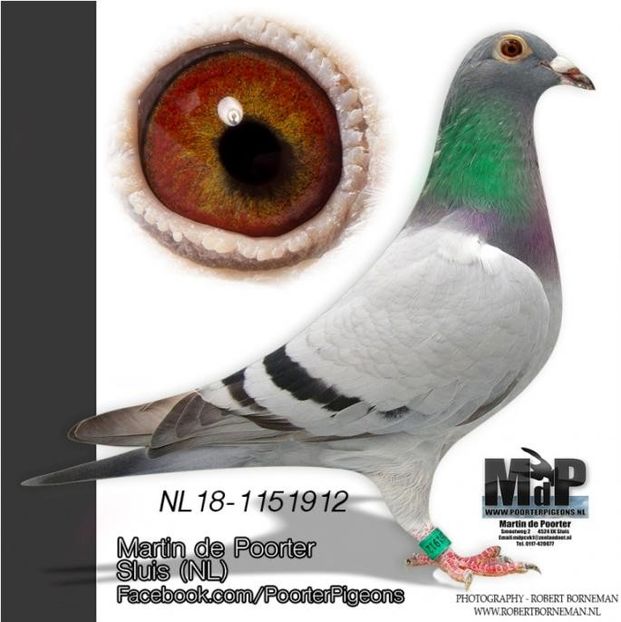 NL18-1151912fx - PORUMBEI CE II AM IN AMERICA