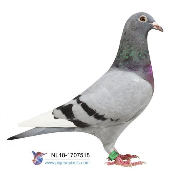 NL18-1707518x - PORUMBEI CE II AM IN AMERICA