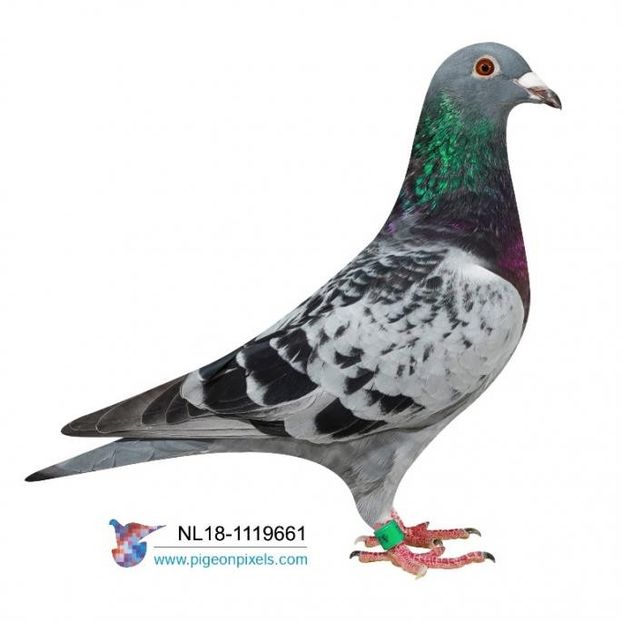 NL18-1119661x - PORUMBEI CE II AM IN AMERICA