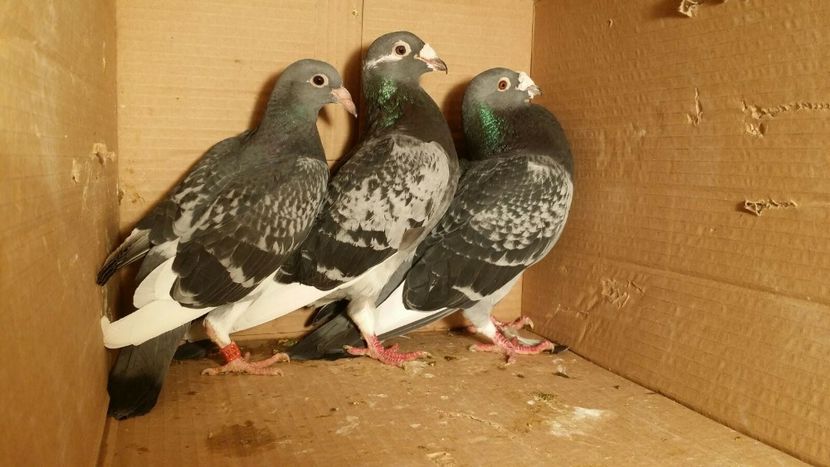 IMG-20170531-WA0153 - PORUMBEI CE II AM IN AMERICA