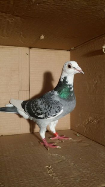 IMG-20170531-WA0092 - PORUMBEI CE II AM IN AMERICA