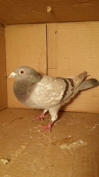 IMG-20170531-WA0098 - PORUMBEI CE II AM IN AMERICA