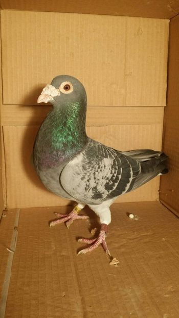 IMG-20170531-WA0061 - PORUMBEI CE II AM IN AMERICA