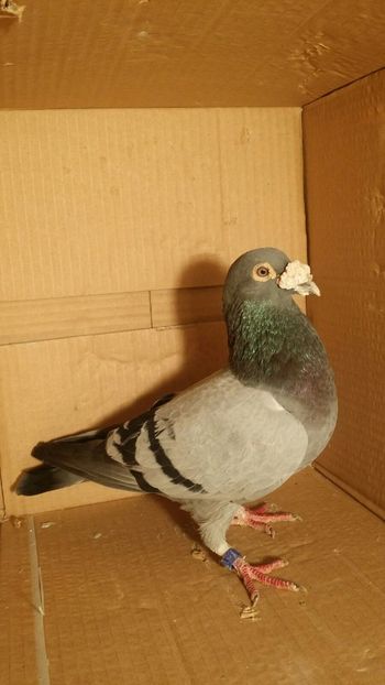 IMG-20170531-WA0038 - PORUMBEI CE II AM IN AMERICA