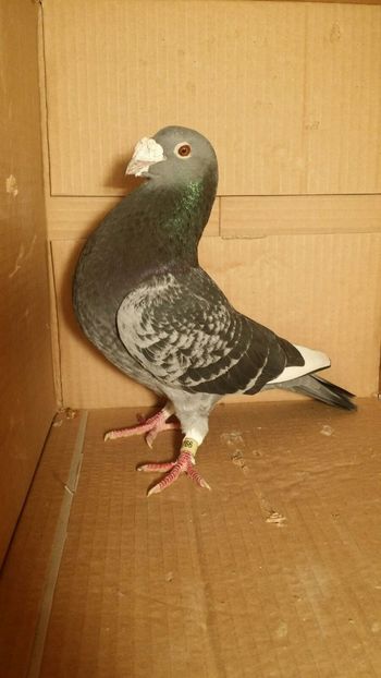 IMG-20170531-WA0050 - PORUMBEI CE II AM IN AMERICA