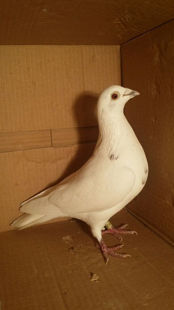 IMG-20170531-WA0059 - PORUMBEI CE II AM IN AMERICA