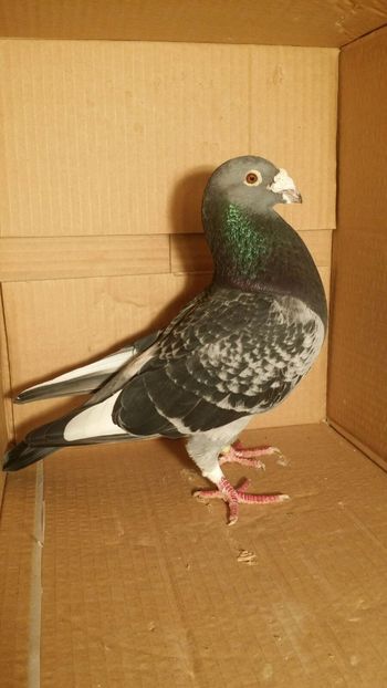 IMG-20170531-WA0046 - PORUMBEI CE II AM IN AMERICA