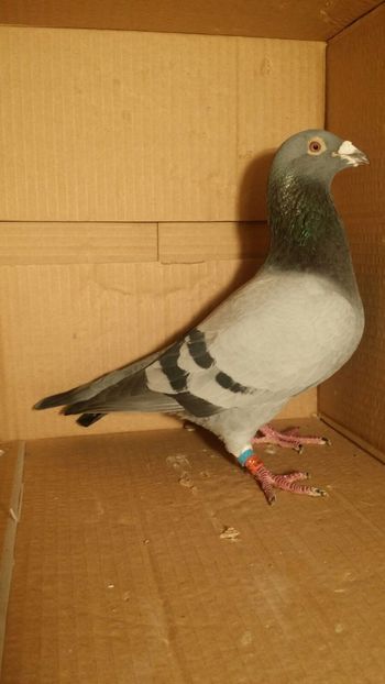 IMG-20170531-WA0054 - PORUMBEI CE II AM IN AMERICA