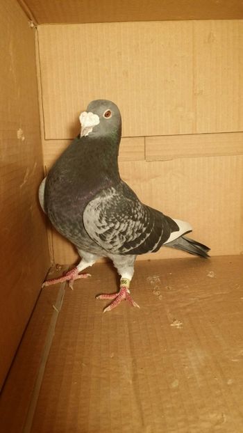 IMG-20170531-WA0032 - PORUMBEI CE II AM IN AMERICA