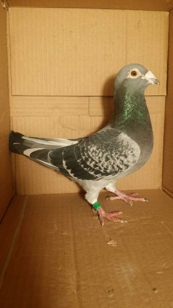 IMG-20170531-WA0023 - PORUMBEI CE II AM IN AMERICA