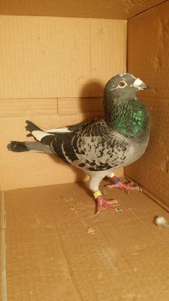 IMG-20170531-WA0018 - PORUMBEI CE II AM IN AMERICA