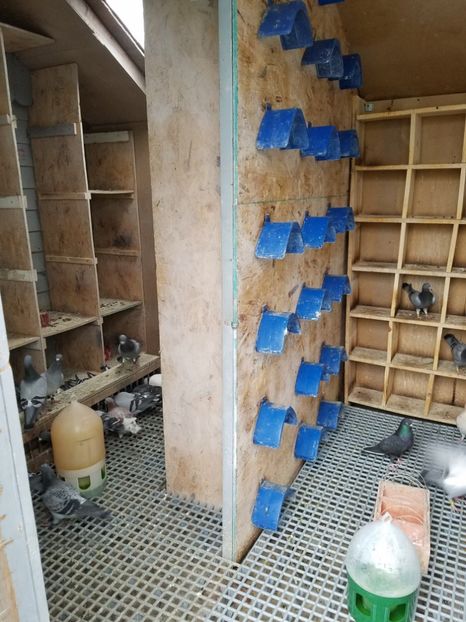  - PORUMBEI CE II AM IN AMERICA