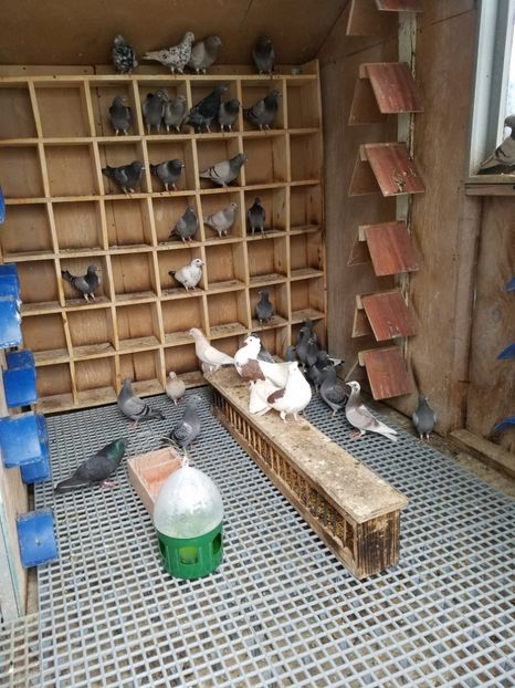  - PORUMBEI CE II AM IN AMERICA